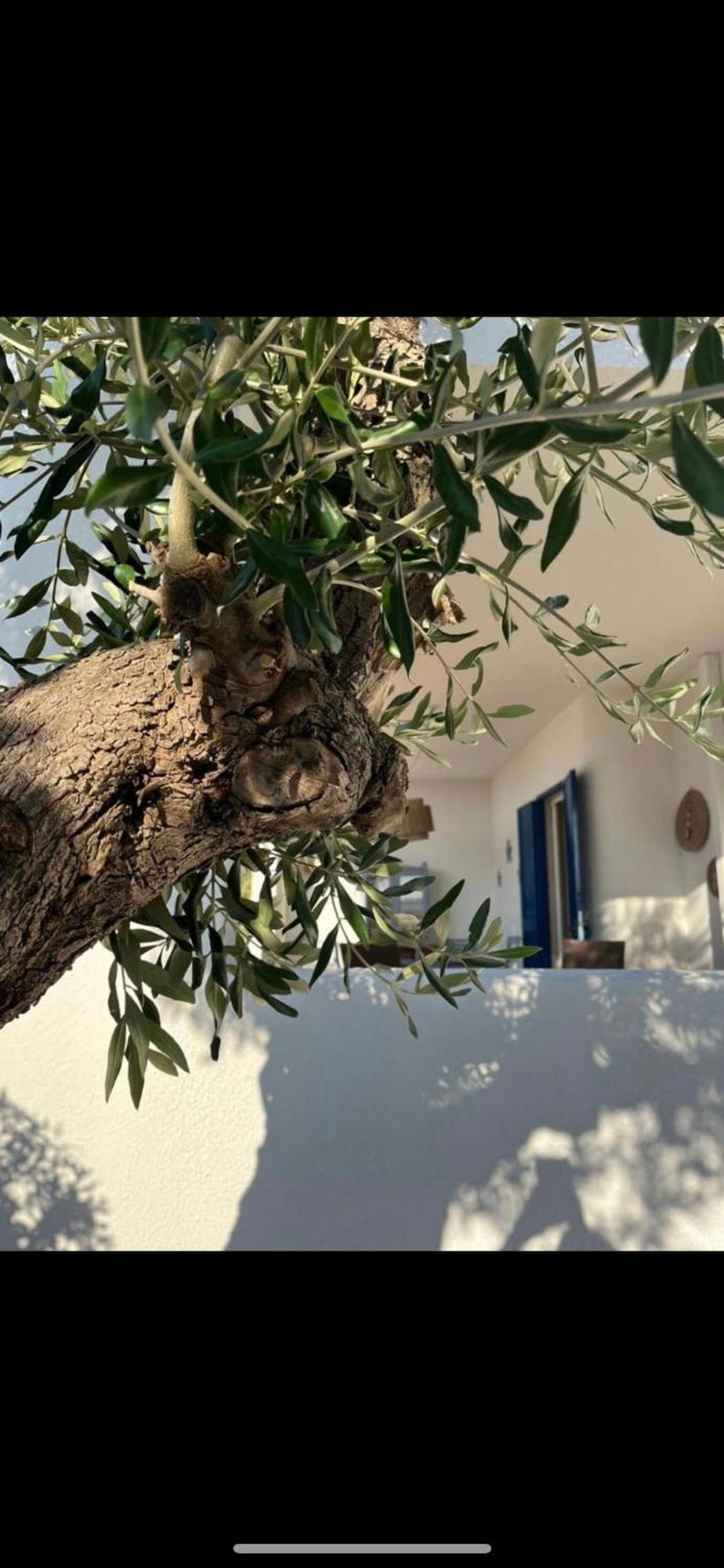 Pugliamandia Holiday home Monopoli